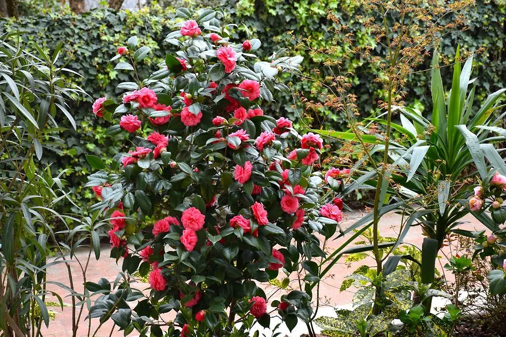 B&B Leonardo Rho